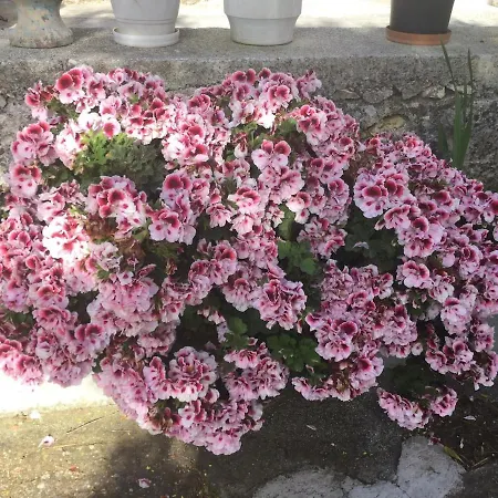 Horafas * Kardhakáta